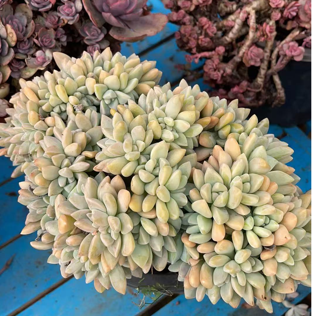 【淡雪板子缀】【满19包邮】阳台露养办公室栽种养护【博哥多肉花园】