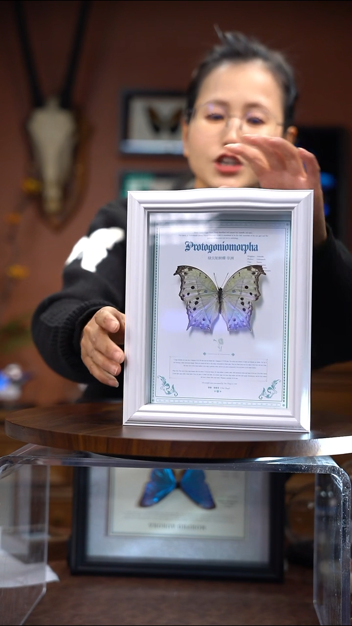 N895    绿贝矩蛱蝶