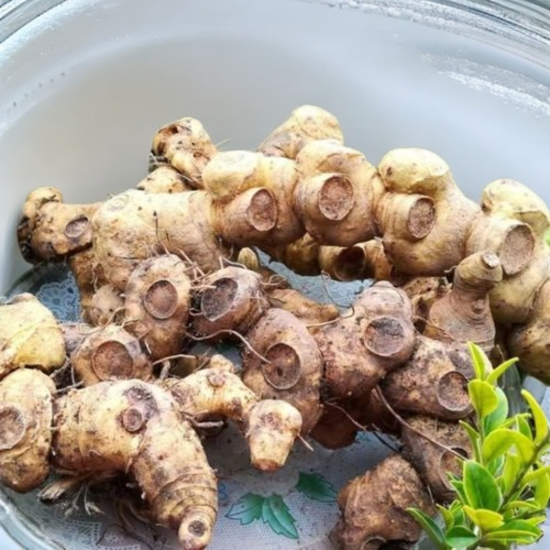 天然多花（倒苖）老虎姜