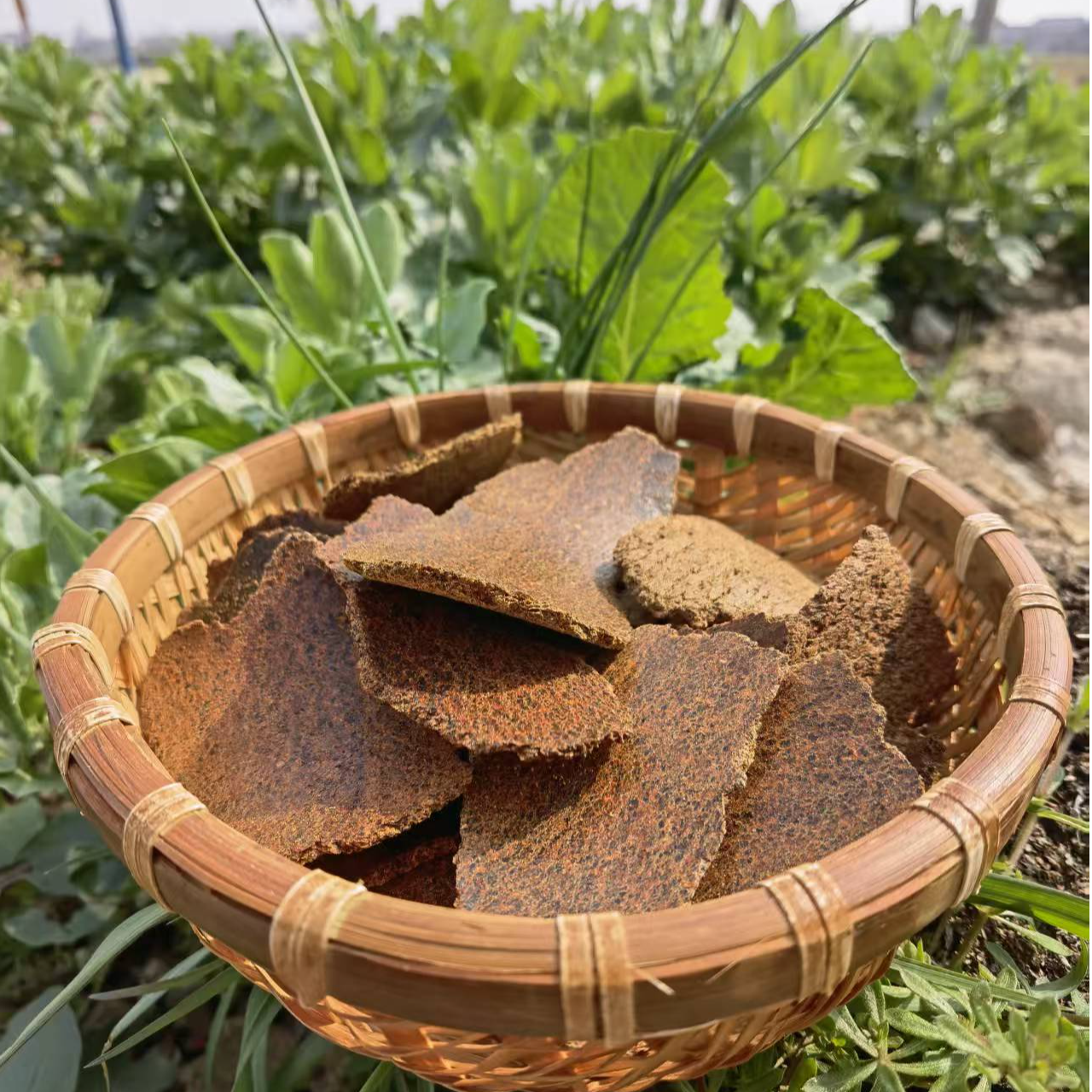 新鲜熟榨油菜籽饼养花-种菜-钓鱼打窝农村食用油小榨