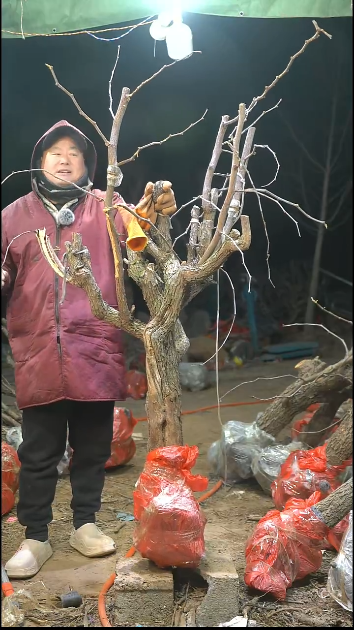 完全开放枣树598