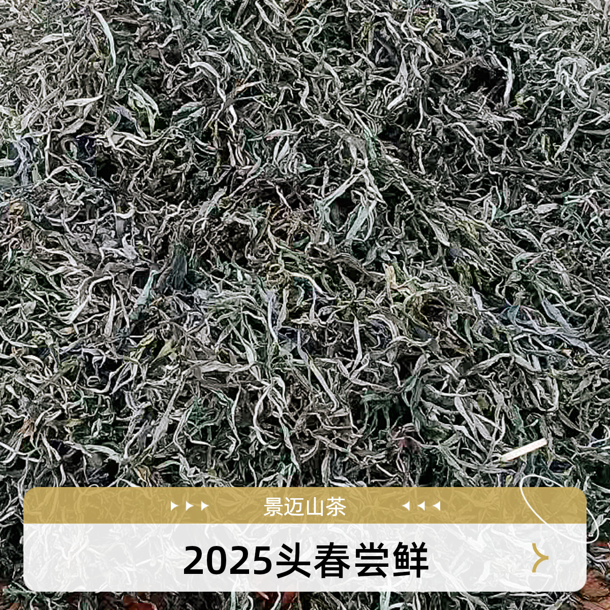 2025头春头采缅甸小古树