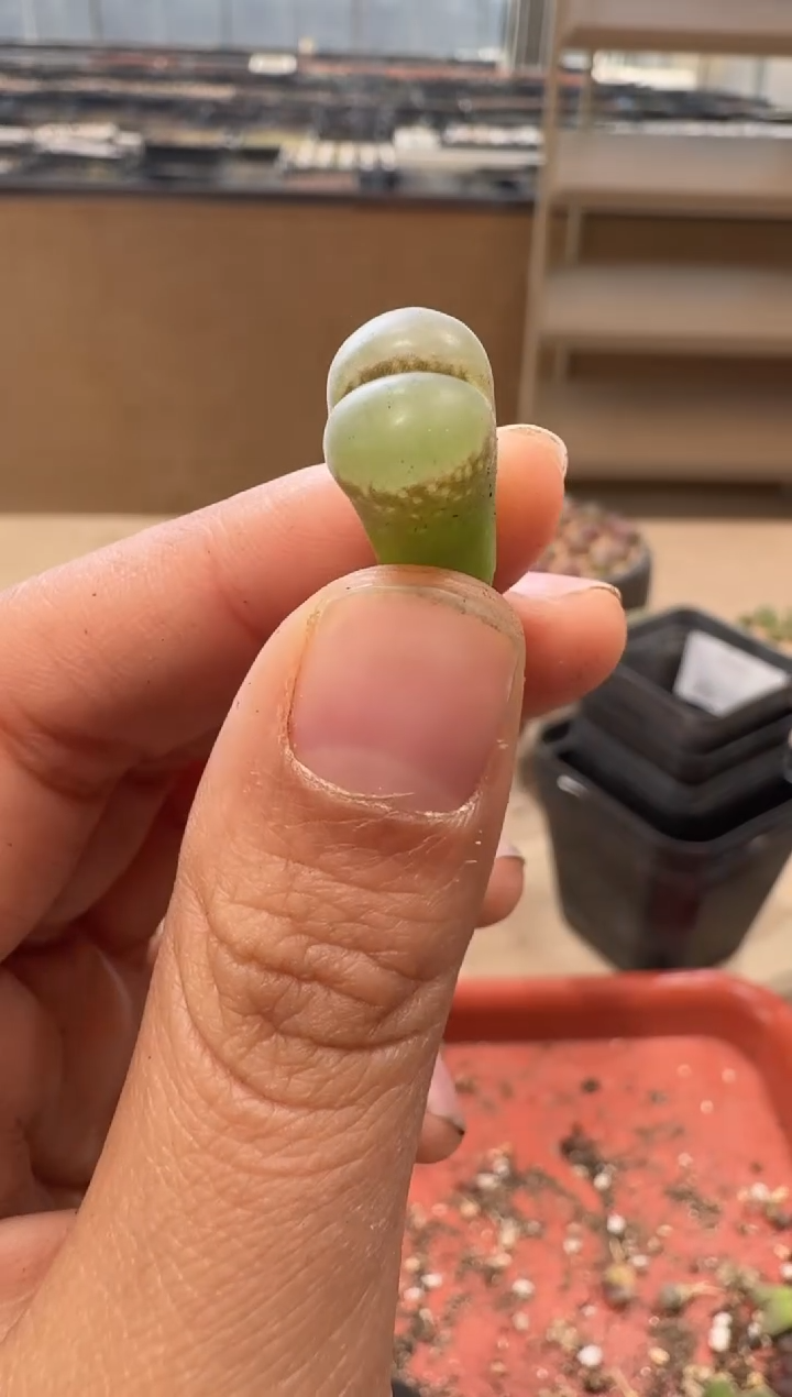 18-113多肉植物肉锥
