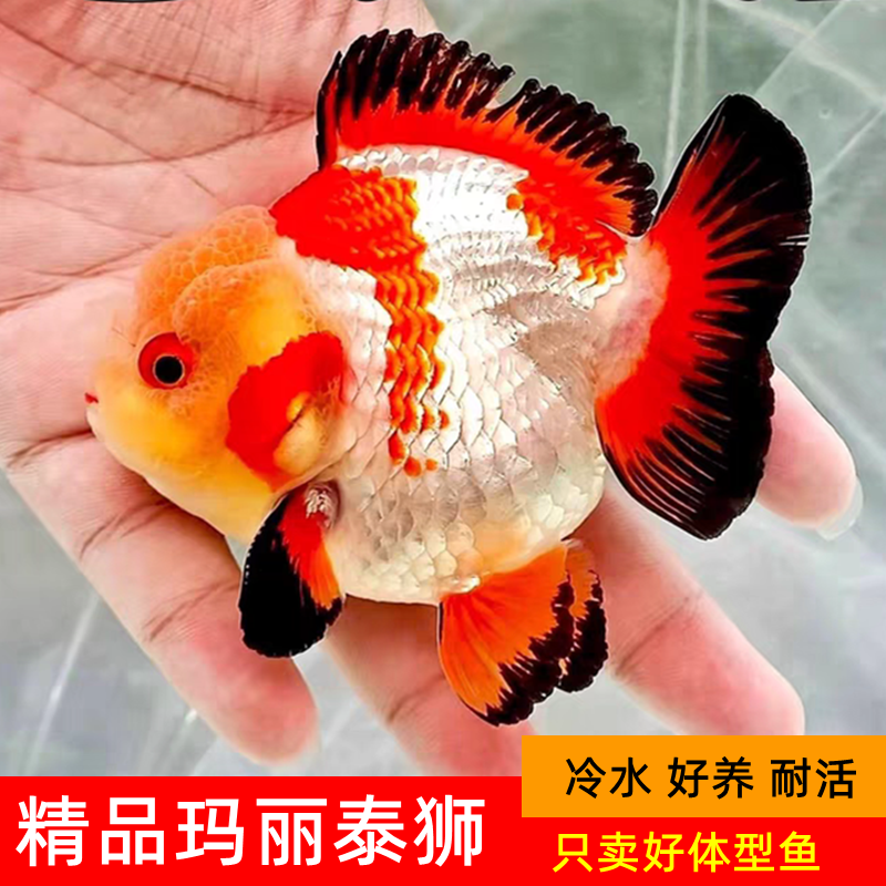 精品熊猫玛丽泰狮冷水观赏鱼元宝体兰寿将军熊猫黑白金鱼好养耐活