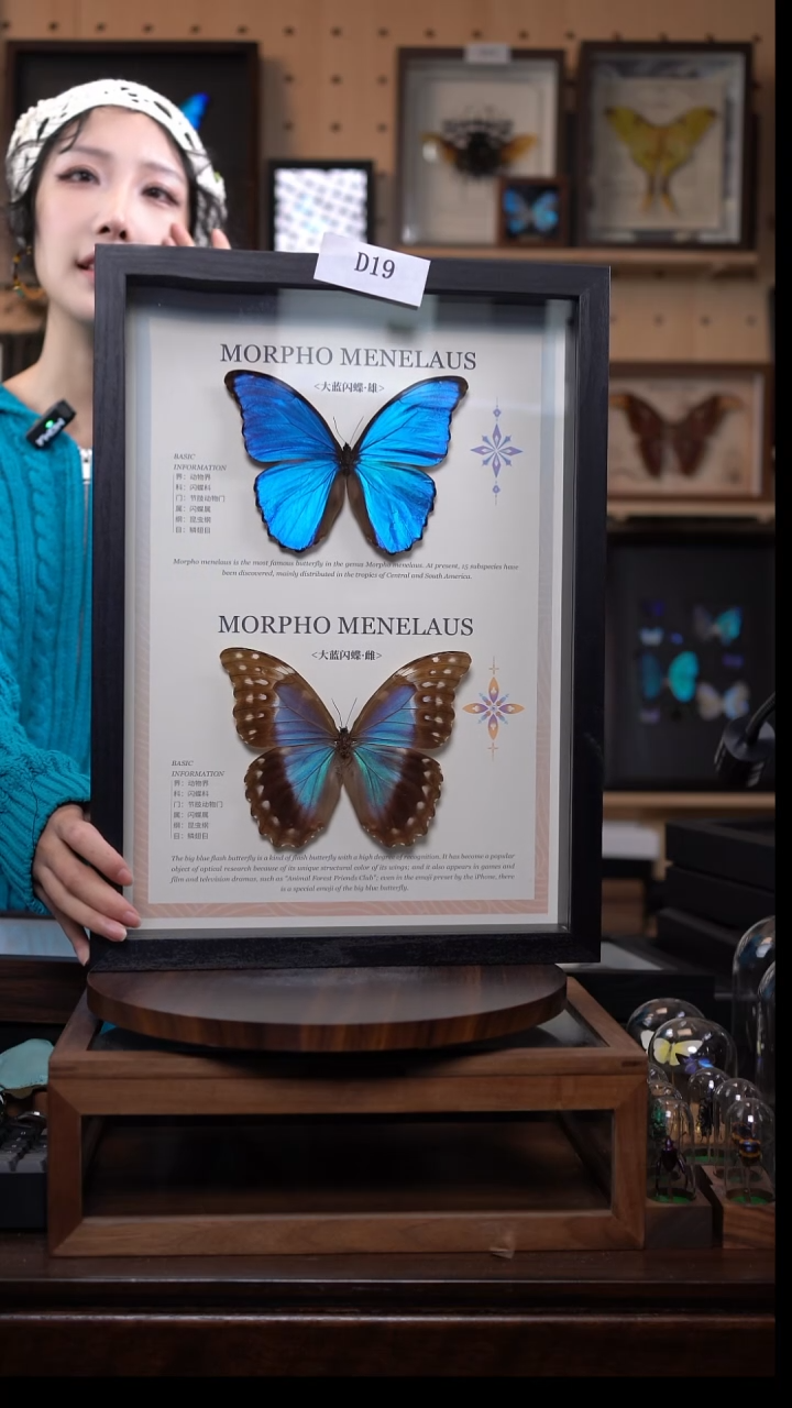 蝴蝶标本竞拍d19