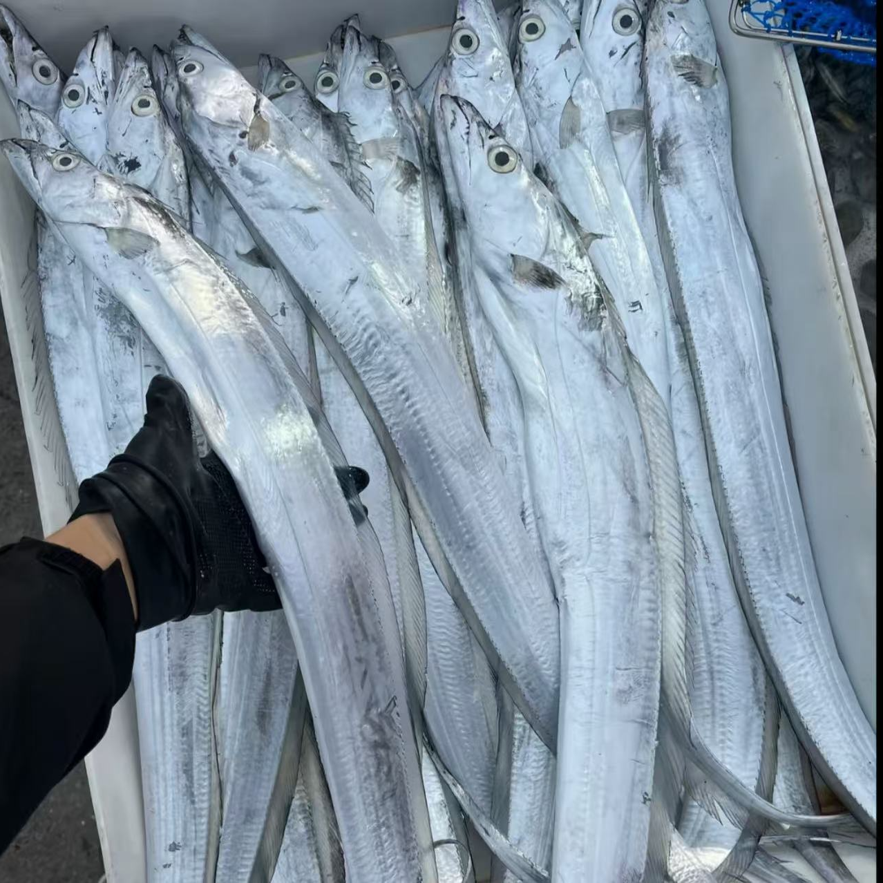 L整条正宗黄海湾野生小眼油带鱼4斤/8条 每条250g-300g/左右