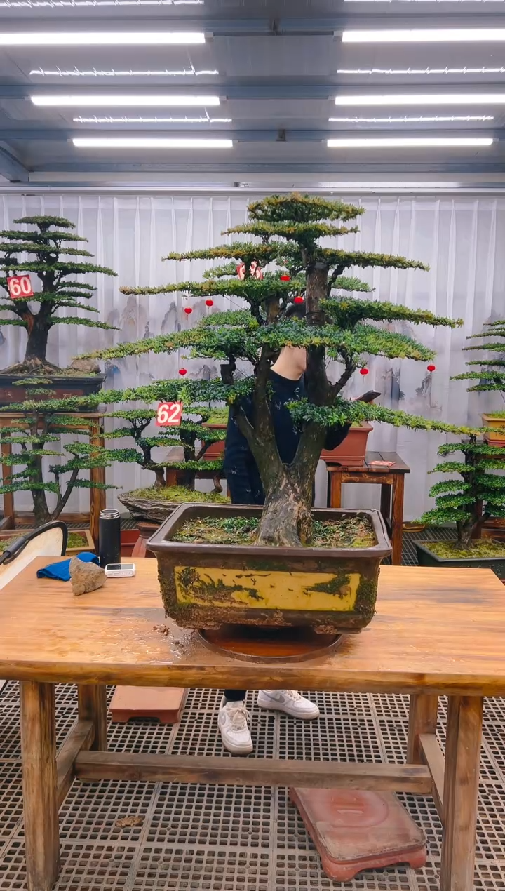 【闪购商品】紫砂精品盆景直播间一物一拍