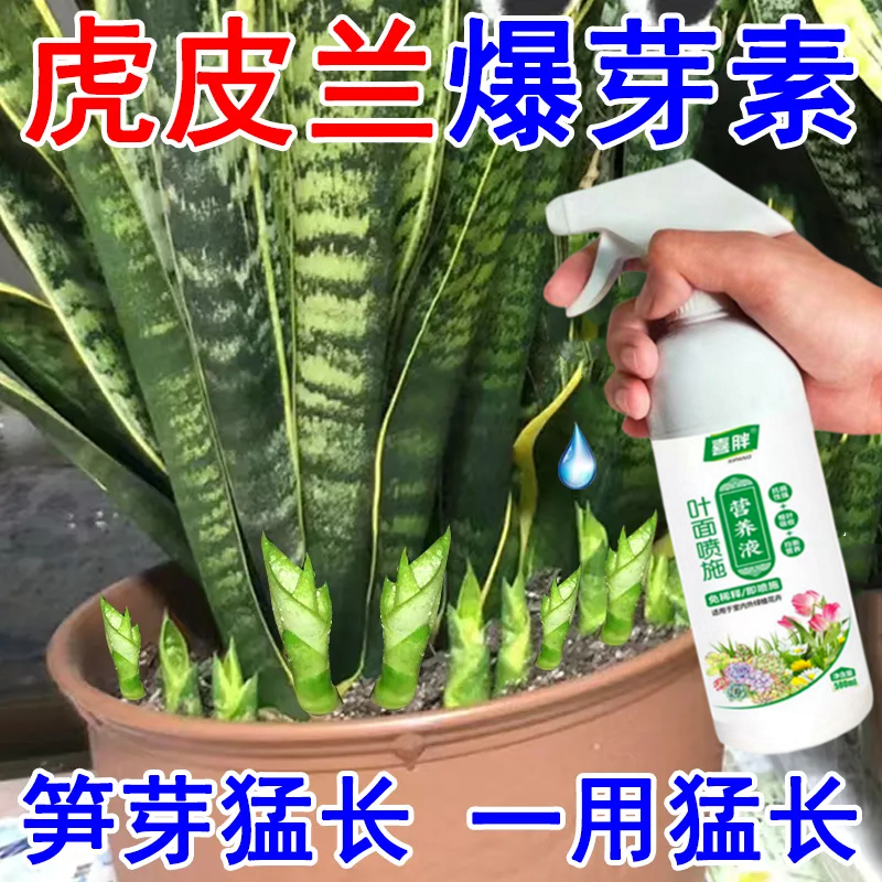 虎皮兰专用营养液催芽促生长防黄叶烂根专用营养液浓缩型绿植通用
