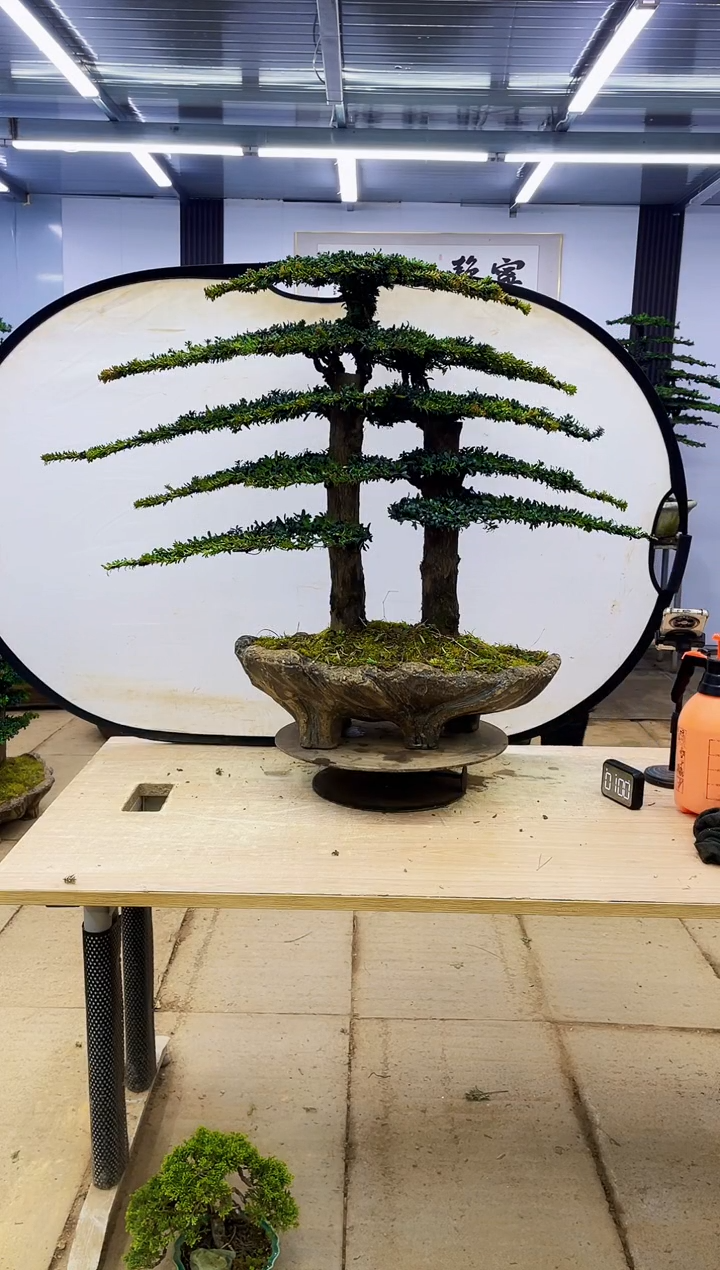 无花朵?****?00000000000000000000