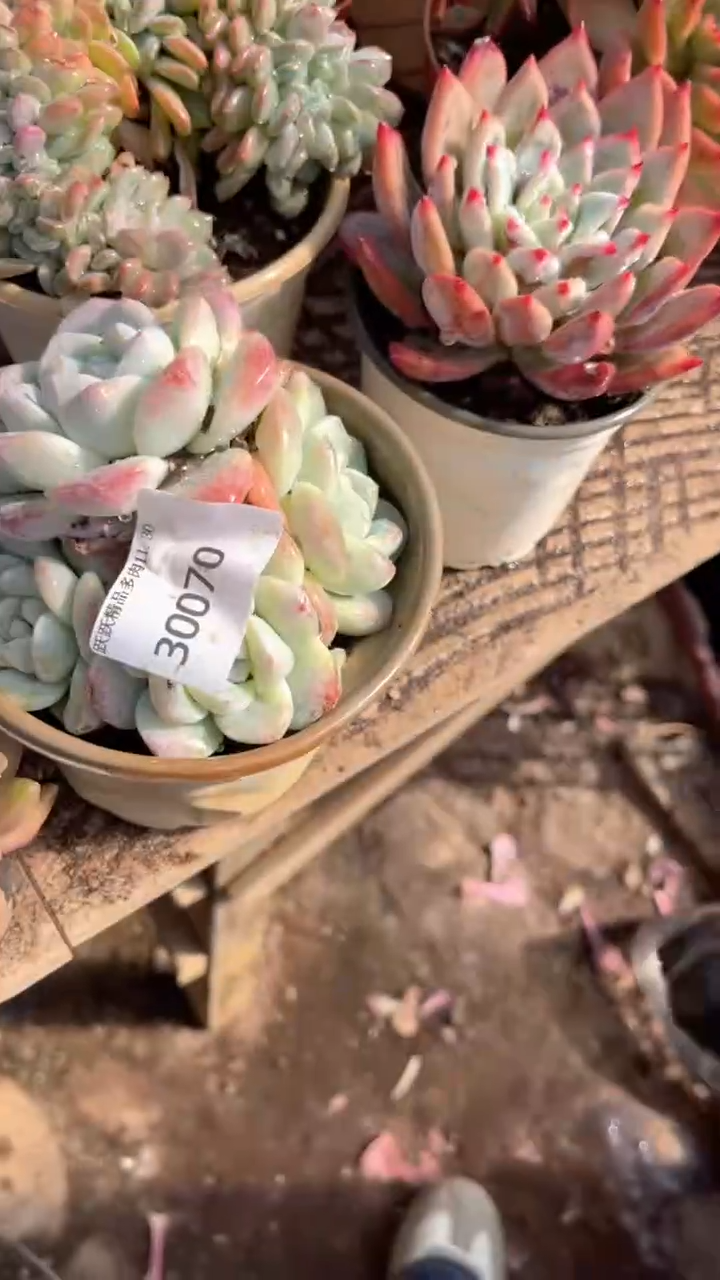 李*潇跃跃精品多肉30070