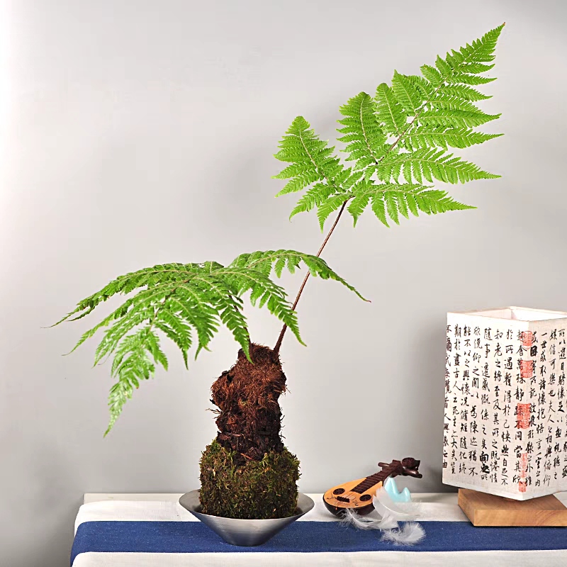 虹鳞蕨一物一拍禅意绿植