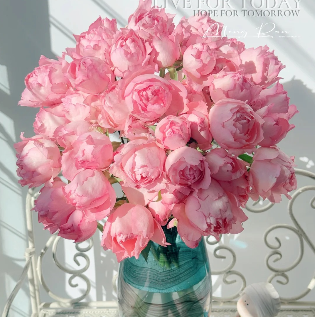 醉湘云，单头玫瑰，1单冷链包邮，2单升级顺丰冷链，远的发德邦