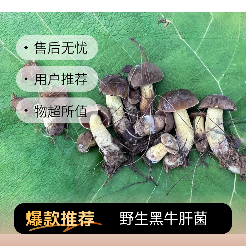 云南鲜货黑牛肝菌土特产特色野生菌新鲜蘑菇顺丰包邮冷链空运