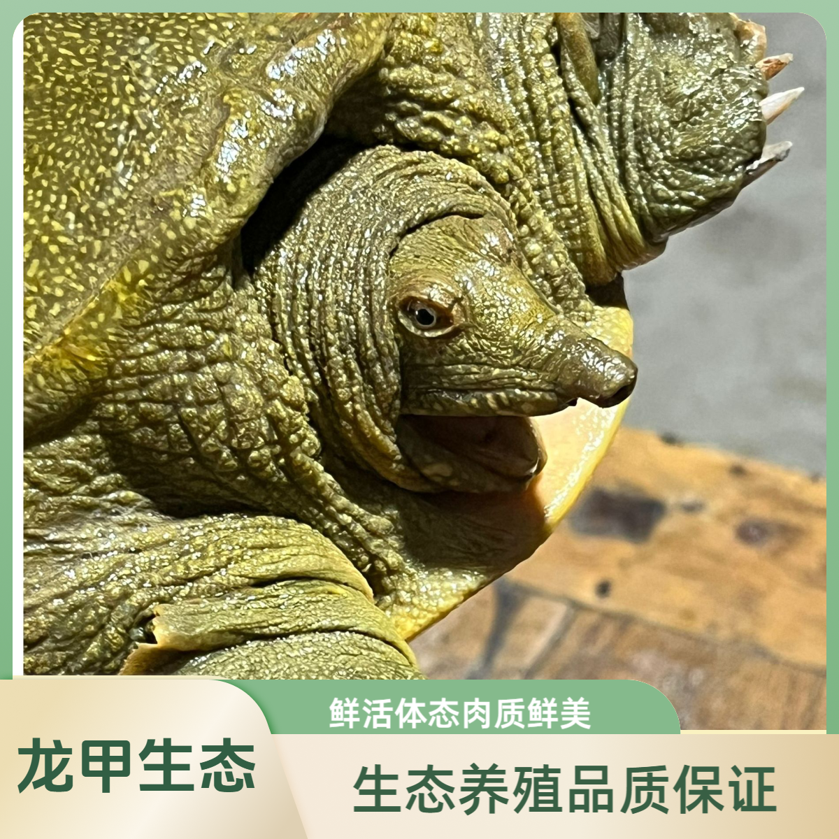 藕塘放养鲜活滋补甲鱼共【2.8-3.2】斤青黄背生猛老鳖顺丰温控包邮