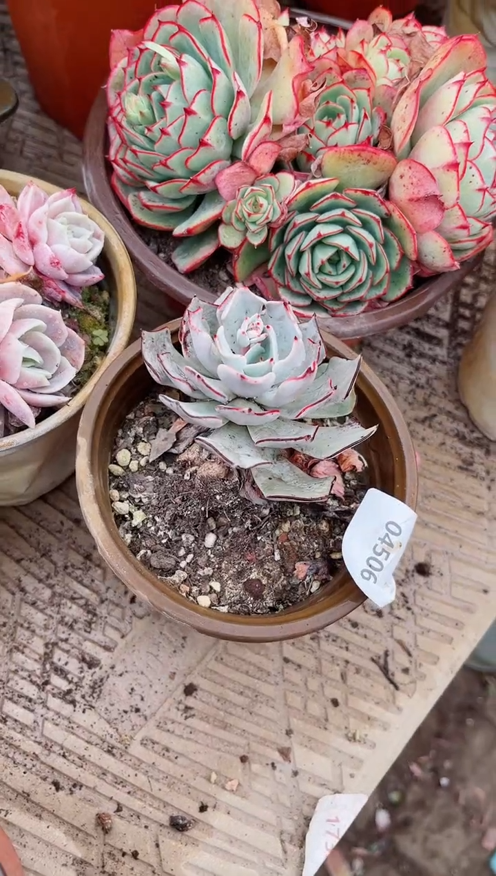 【闪购商品】04506