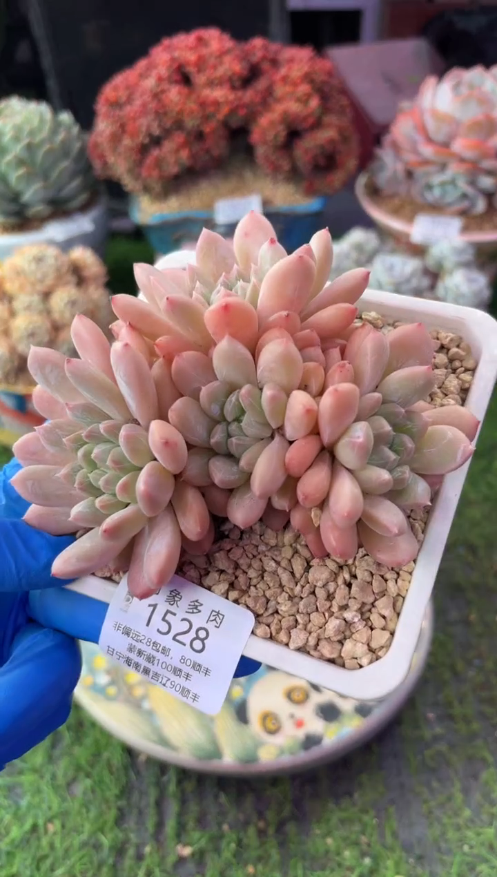 昆明印象多肉1528