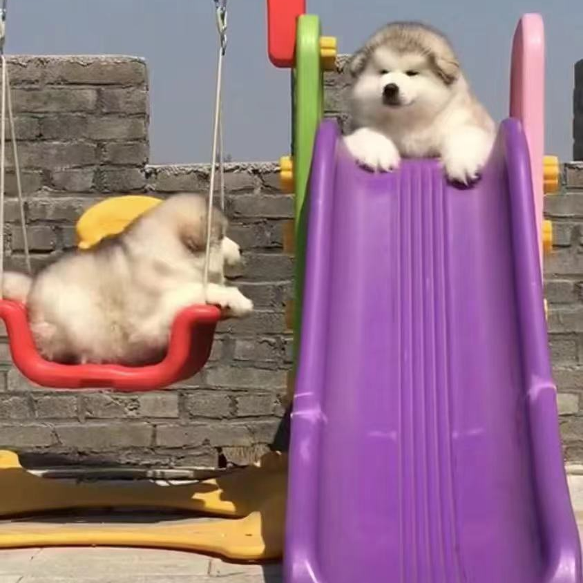 （赢赢家）T狗狗活体