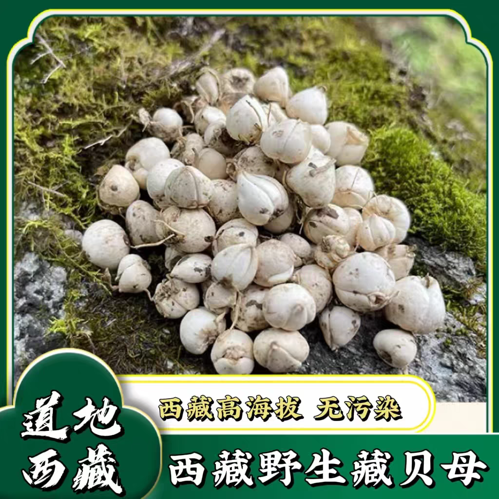 【正宗野生藏贝母】2025年 西藏源头 高端滋补健康养生精选品质保障
