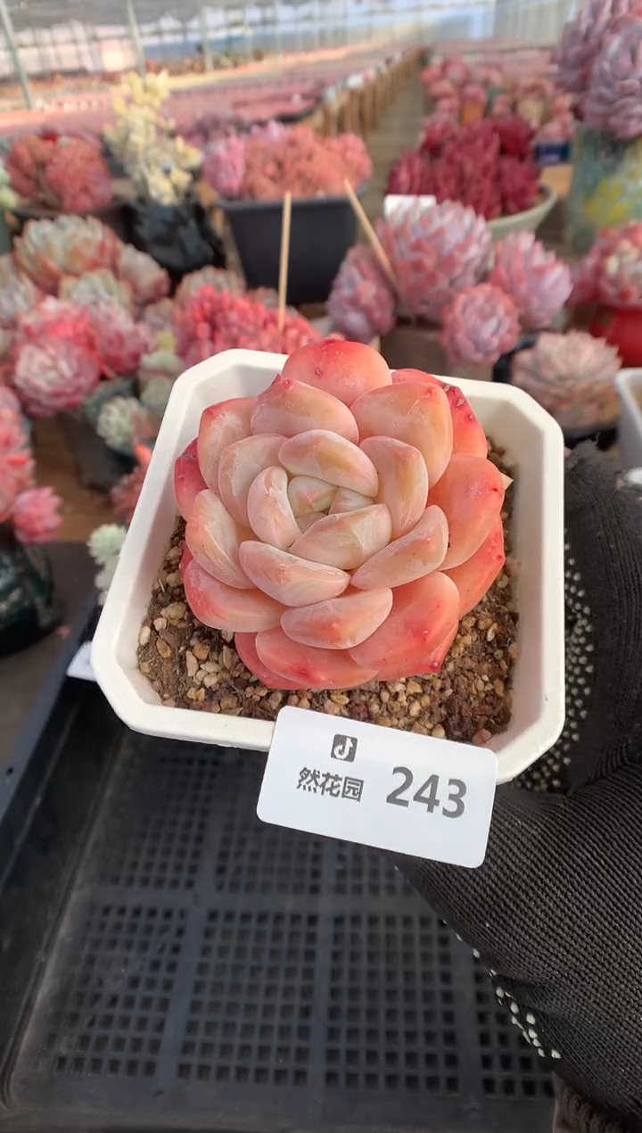 243糖心多肉植物一物一拍