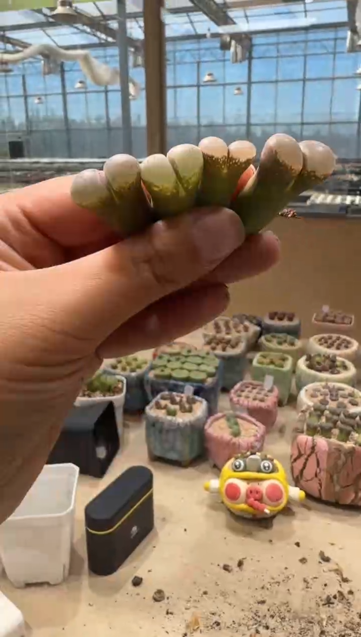 10-102多肉植物肉锥