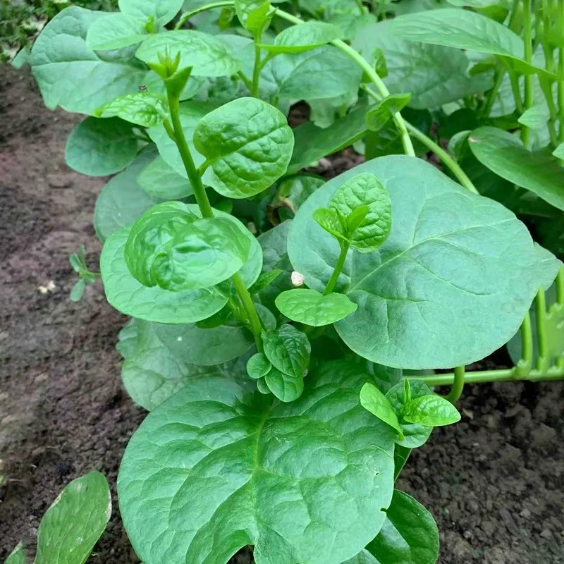 【大圆叶木耳菜种子】春播木耳菜肉厚阳台盆栽蔬菜种子四季家庭种子商品图