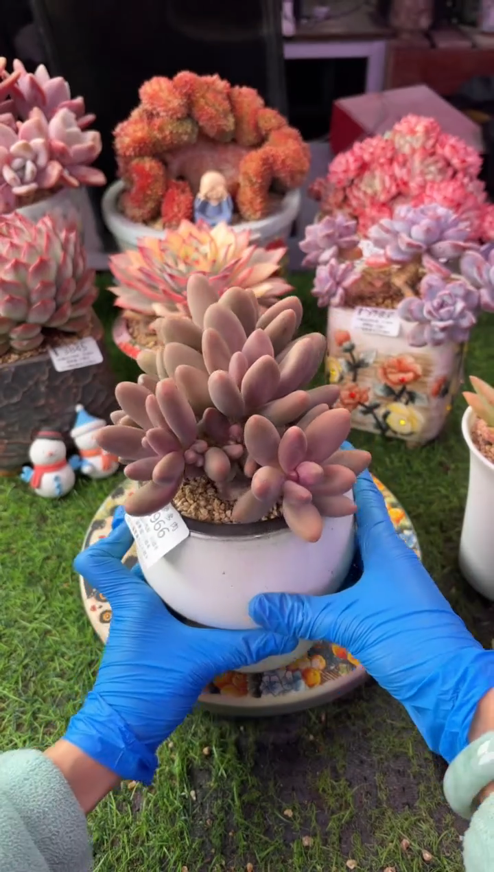 昆明印象多肉3966