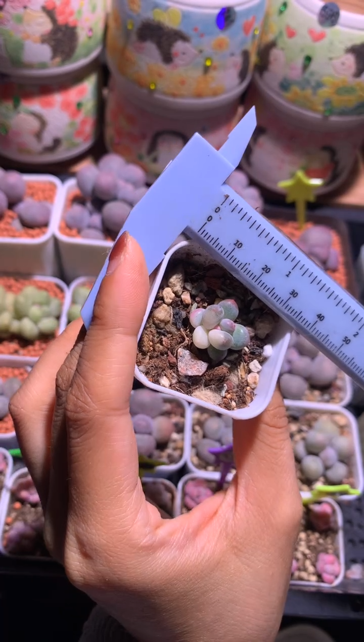 奶酪锦多肉，满28包邮，不满发一个叶片到付