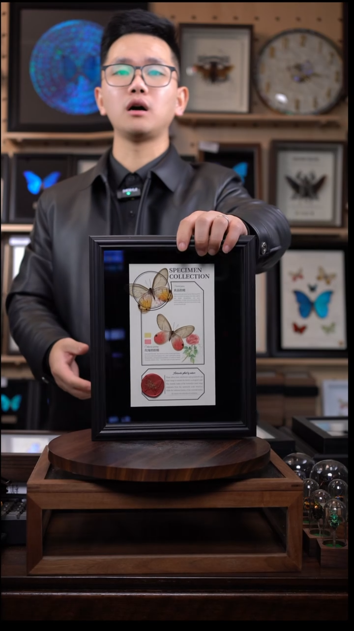 玫瑰绡眼+黄晶眼蝶设计