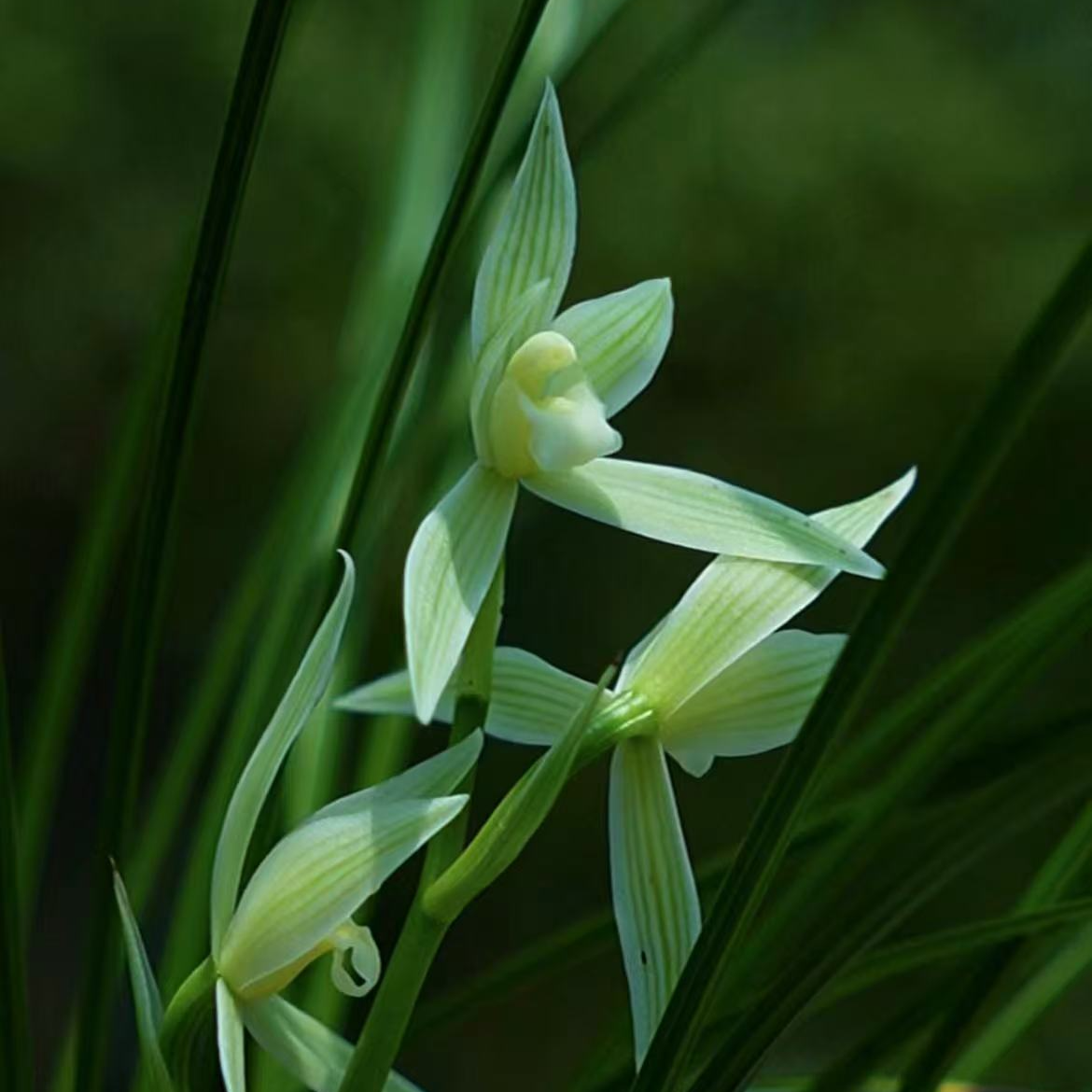 兰花一物一拍专用