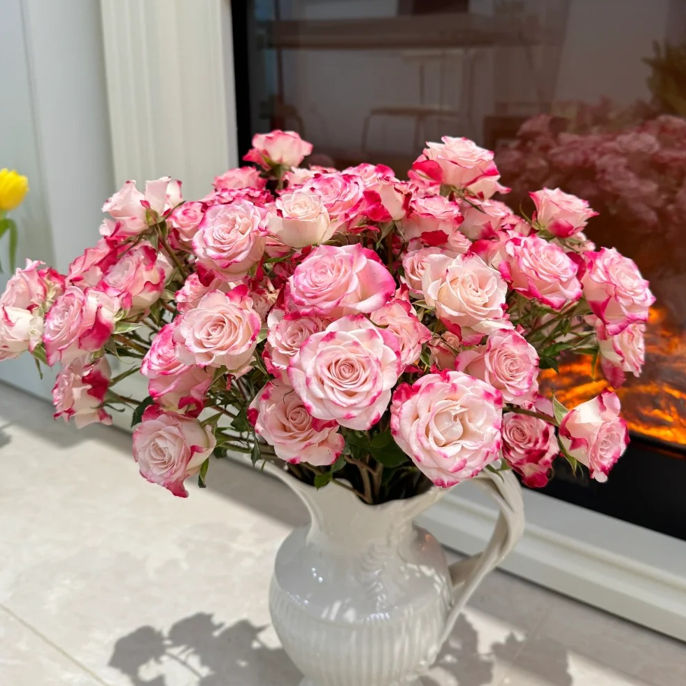 【折射泡泡玫瑰】 粉白渐变 云南鲜花 基地直发