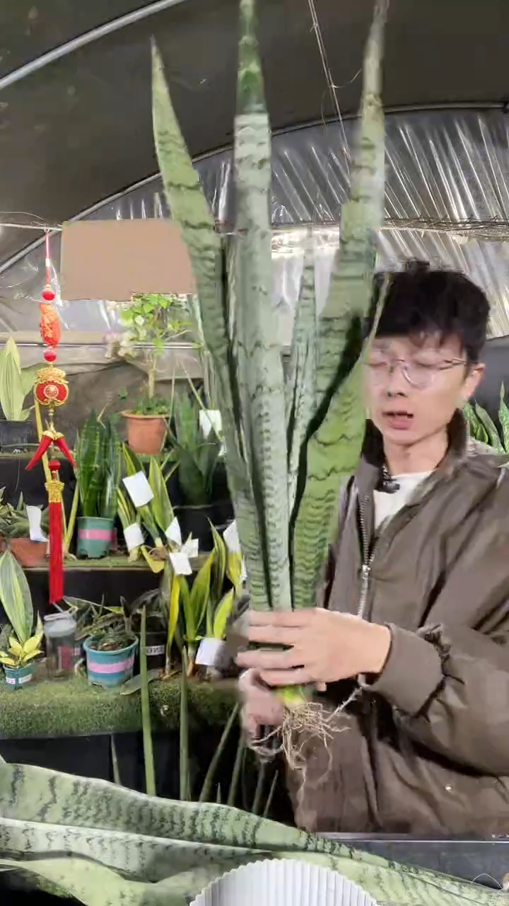 银麦母本裸根2棵28.8