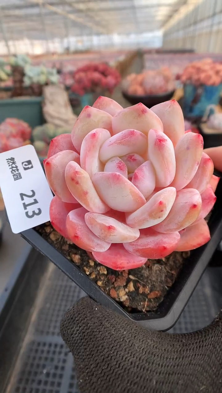 【闪购商品】213雪天使一物一拍