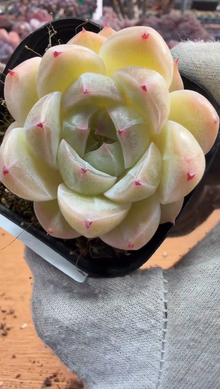 东云多肉园三店-102