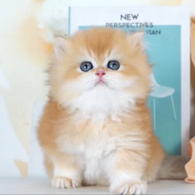 （西安凯特家猫舍）T小猫咪活体