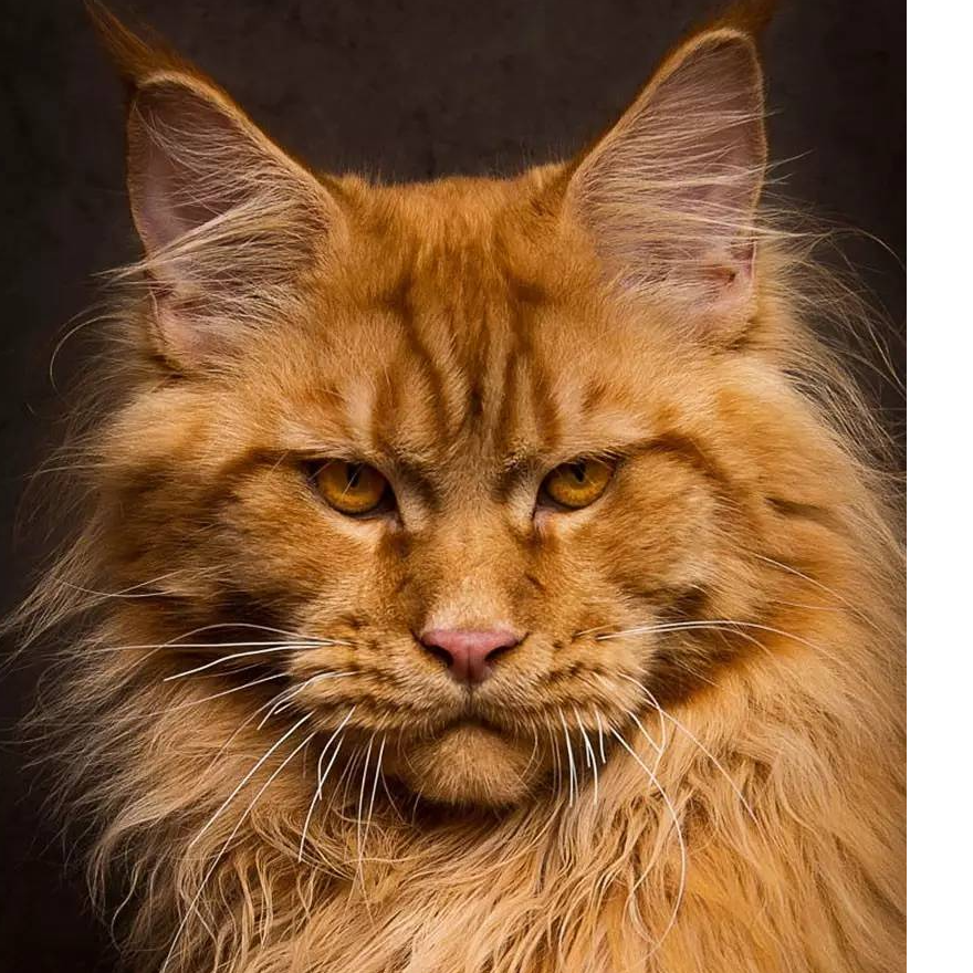 【卡兹.kazz】缅因猫舍银虎棕虎烟灰凯米尔红虎三花纯白异瞳宠物猫