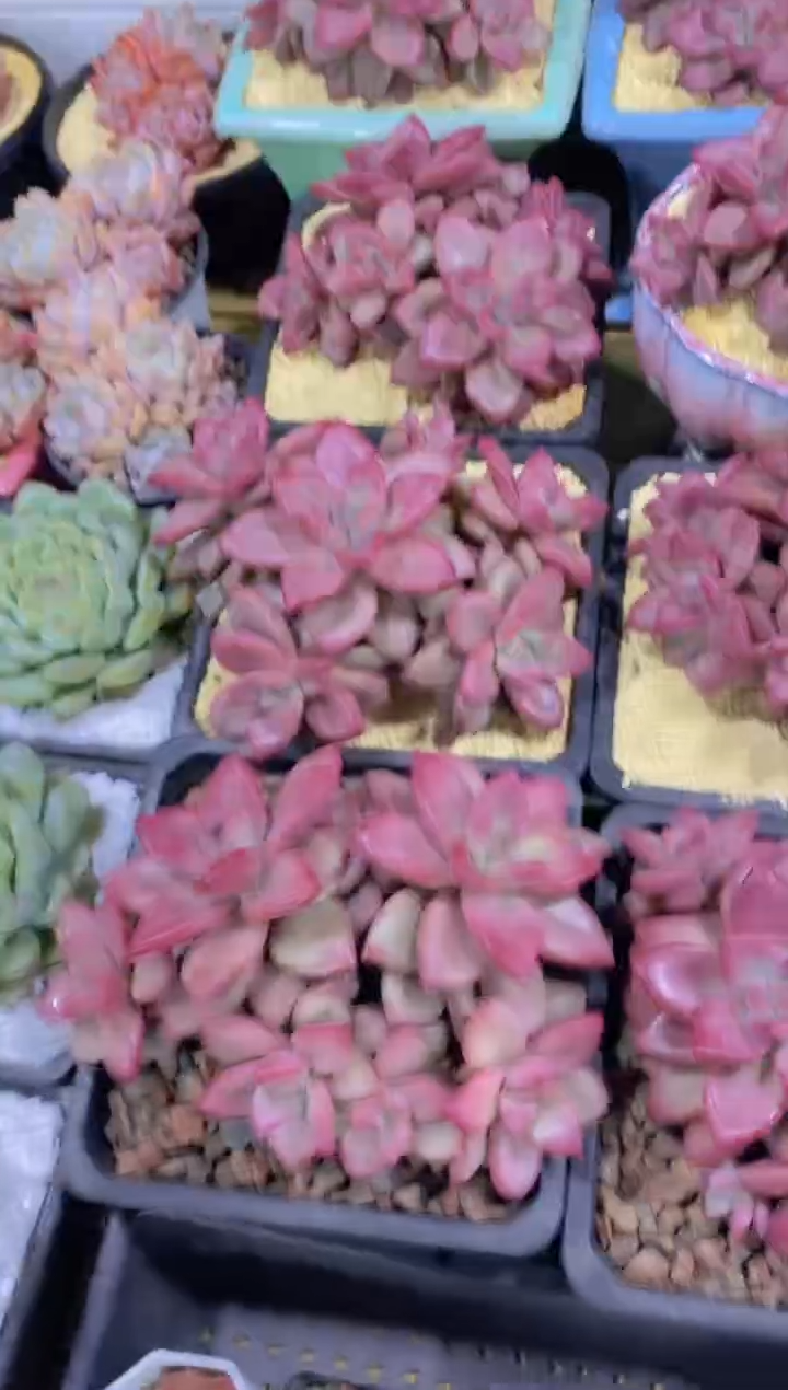 A23- 赫菲斯托大群生5头脱土发（量拍）