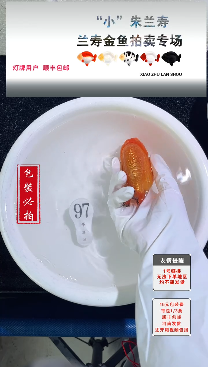 金鱼没拍包装顺丰到付1~3条每包97号