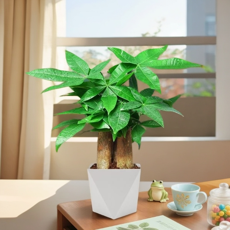 PZ三杆发财树盆栽易活植物室内客厅小盆景四季常青内盆栽花卉