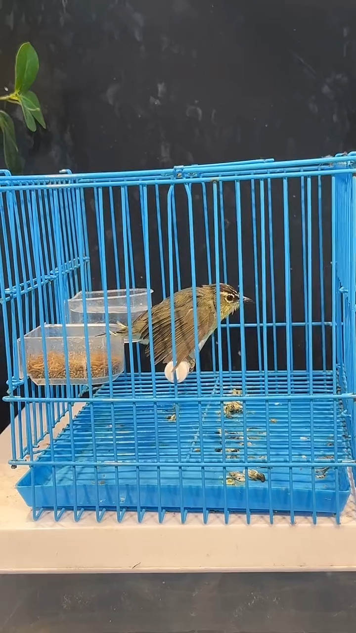 虎皮鹦鹉27号  冠纹绣眼 养笼1元起拍