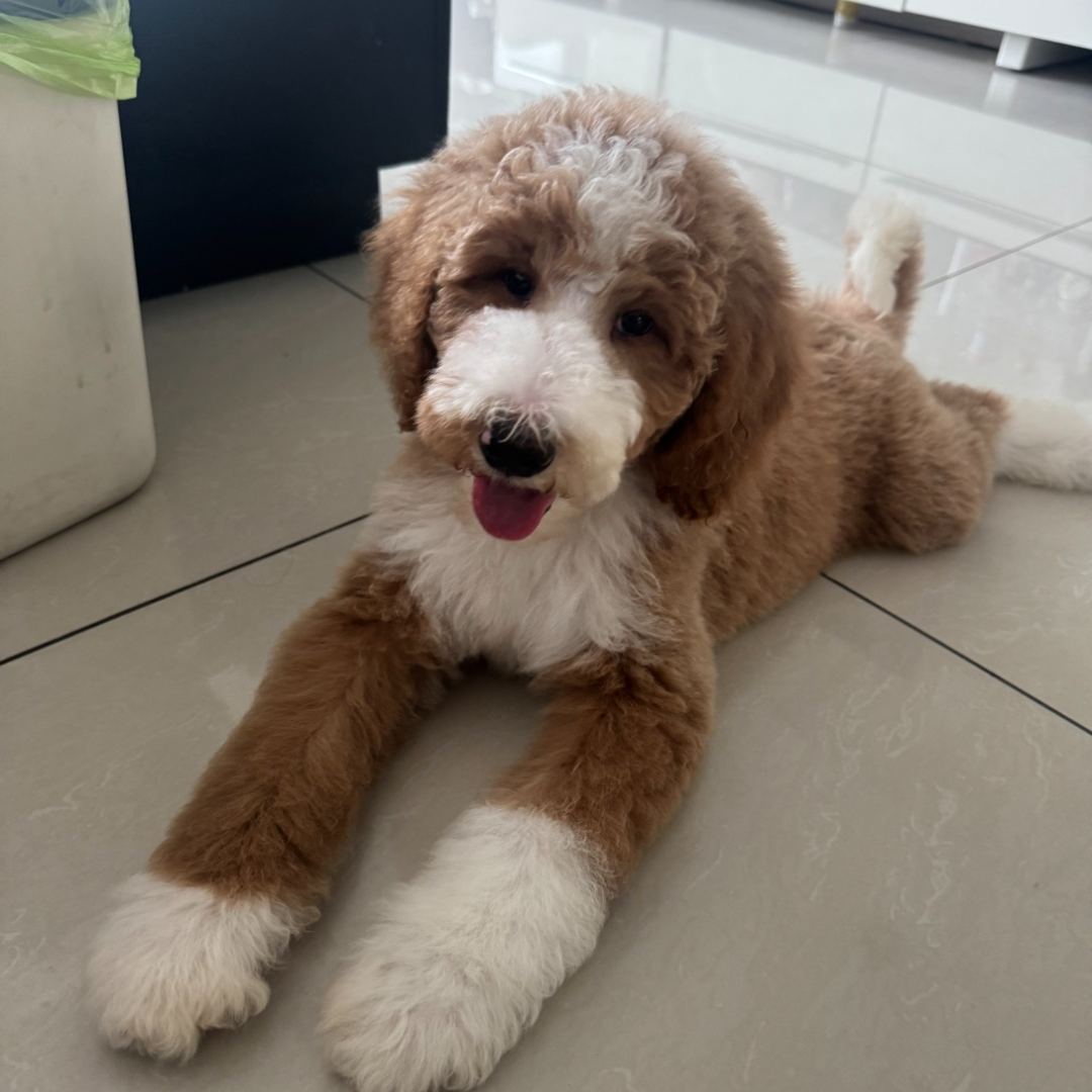 贵宾犬宠物活体链接