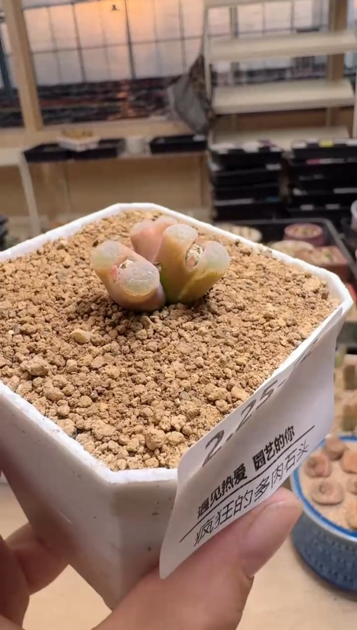 【闪购商品】25-72