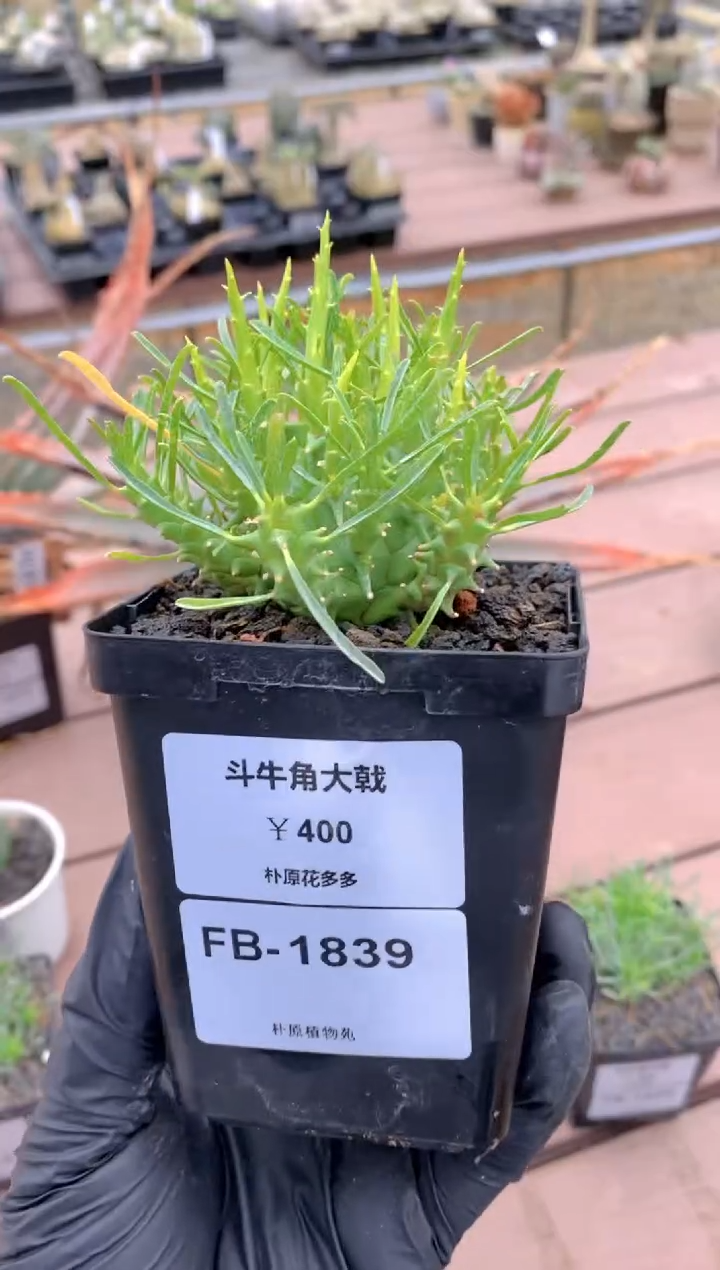 【闪购商品】斗牛角大戟FB-1839
