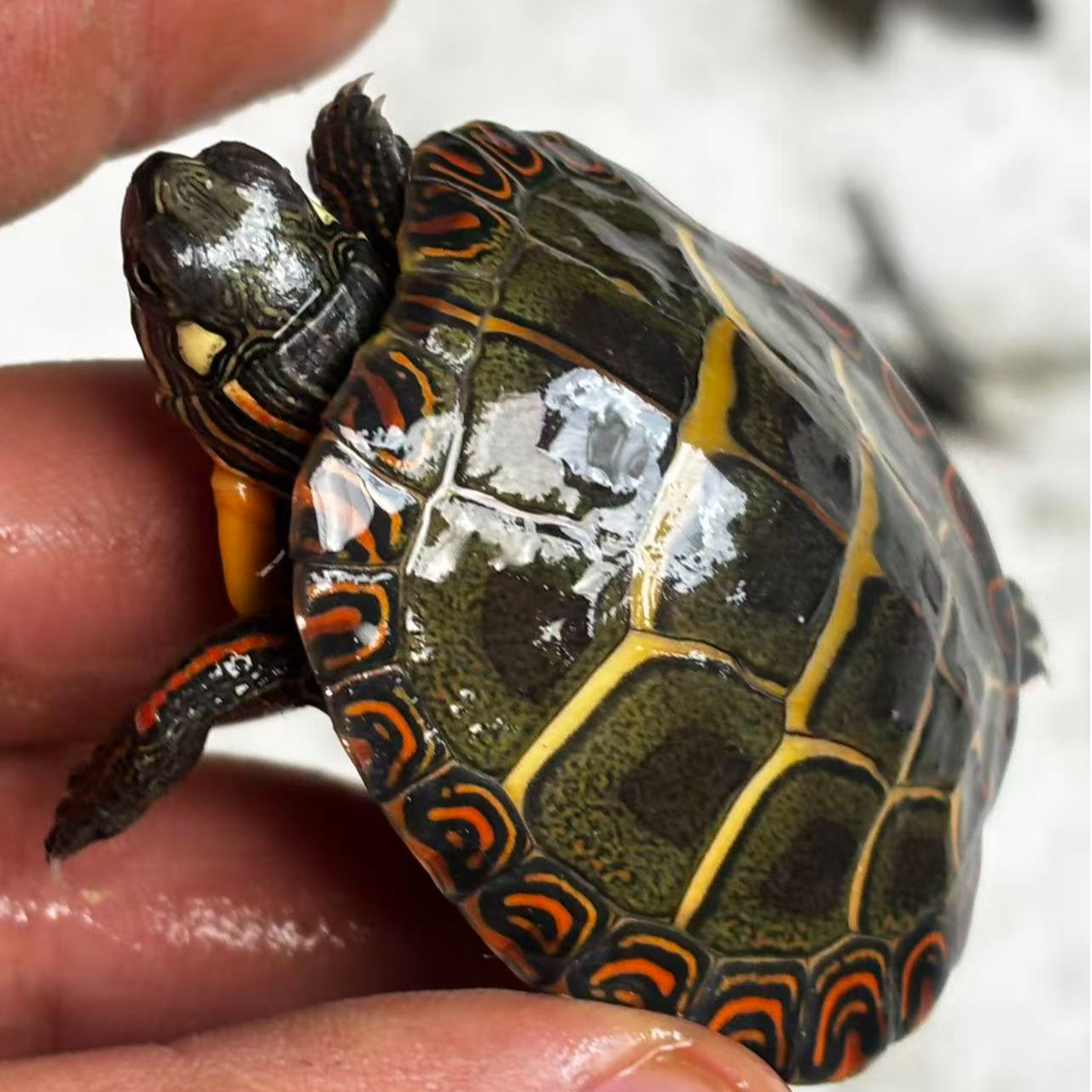 【龟鳖小镇】精品东部锦龟全品一只精选每一只