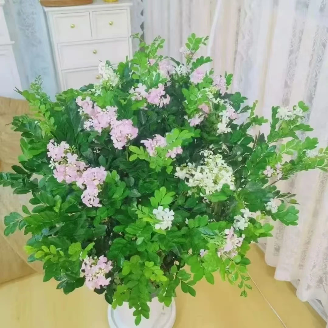 【50-60高度】九里香盆栽浓香型客厅阳台带土球带盆发货一个月开花