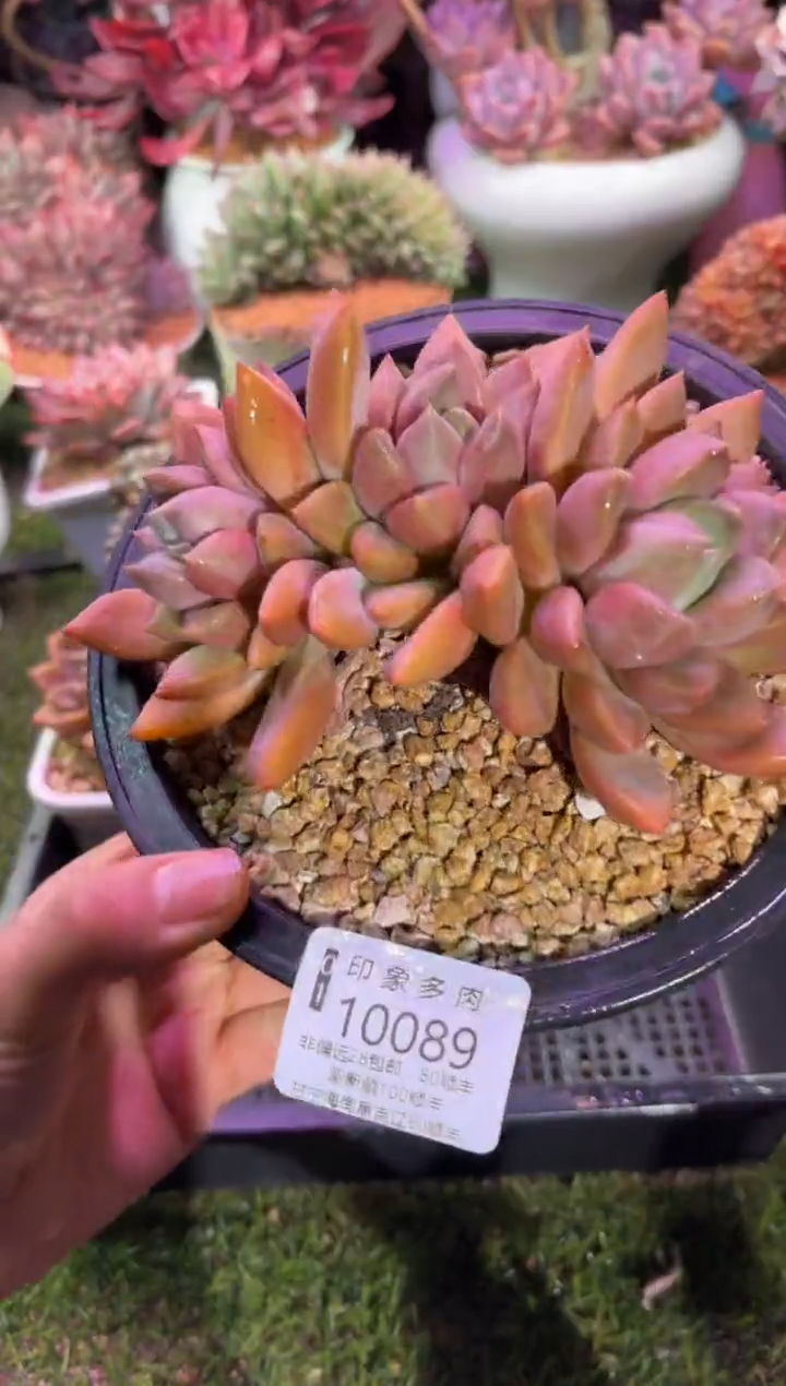 【闪购商品】10089