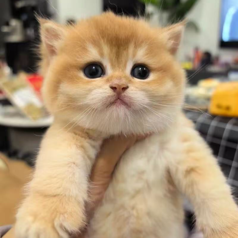 然然（品多）缅因布偶金渐层蓝金