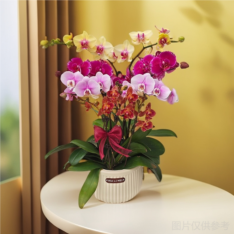 蝴蝶兰【全家福-艺术组盆】随机颜色混拼好养耐养花期长基地直发