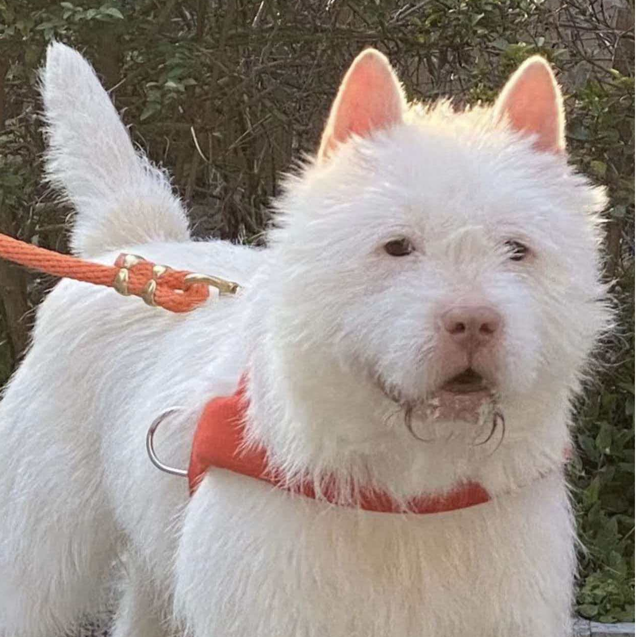 巴再毅下司犬狗狗活体专属链接，一物一拍