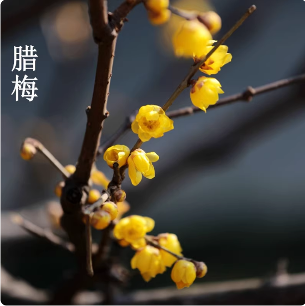 素心腊梅花树苗盆栽浓香型阳台室外庭院耐寒花苗