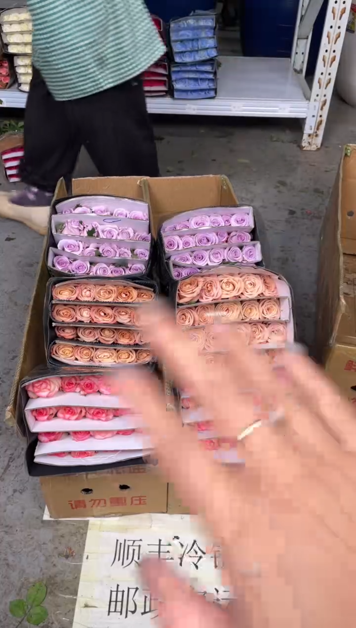 爱莎20枝+卡布20枝+海洋之歌20枝